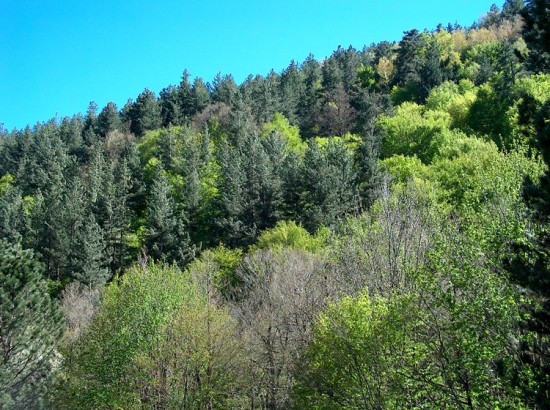 Forêt de la Sila